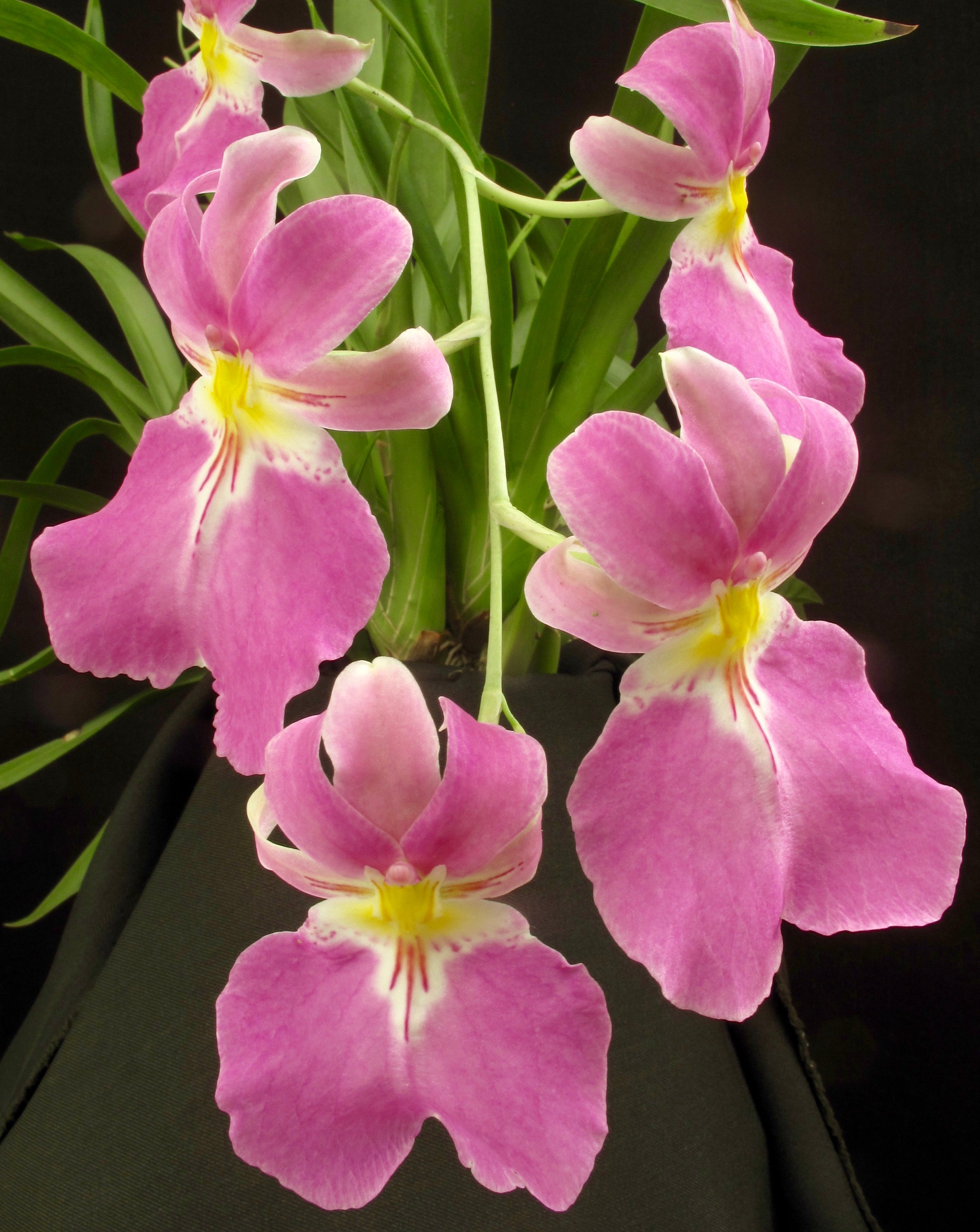 Mps. Vexilaria Color Form Dark OKF11723 Inc. Ottawa Orchids